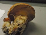Suillus caerulescens image