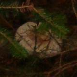 Lactarius deceptivus image