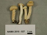 Hygrophorus chrysodon image