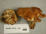 Cortinarius variosimilis image