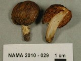 Cortinarius pinguis image