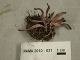 Alloclavaria purpurea image