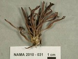 Alloclavaria purpurea image