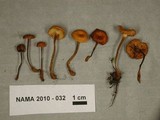 Xeromphalina cauticinalis image