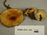 Flammulina populicola image