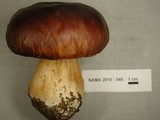 Boletus rubriceps image