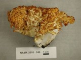 Ramaria cystidiophora image