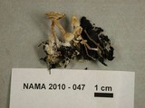 Collybia cirrhata image