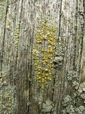 Lecanora symmicta image