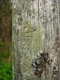Lecanora symmicta image