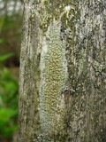Lecanora symmicta image