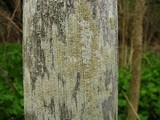 Lecanora symmicta image