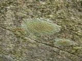 Lecanora symmicta image
