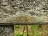 Lecanora symmicta image