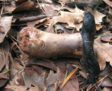 Russula nigricans image