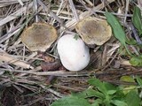 Lycoperdon pratense image