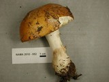 Russula decolorans image