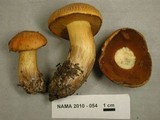 Suillus tomentosus image