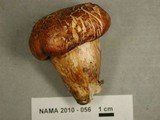 Tricholoma focale image