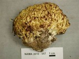 Ramaria magnipes image