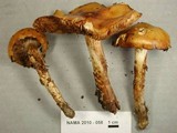 Cortinarius trivialis image