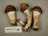 Stropharia hornemannii image