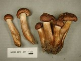 Tricholoma vaccinum image