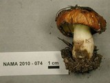 Suillus albivelatus image