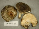 Russula cuprea image