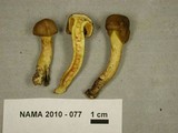 Cortinarius huronensis image