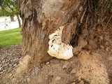 Laetiporus squalidus image