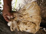 Laetiporus squalidus image