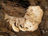 Laetiporus squalidus image