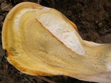 Laetiporus squalidus image