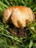 Calvatia rubroflava image