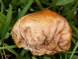 Calvatia rubroflava image