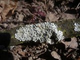 Physcia aipolia image