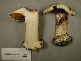 Cortinarius caesiostramineus image