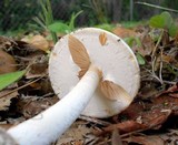 Amanita elliptosperma image