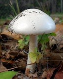 Amanita elliptosperma image