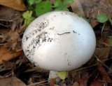 Amanita elliptosperma image