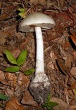 Amanita elliptosperma image