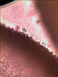 Amanita elliptosperma image