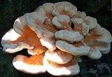Laetiporus cincinnatus image