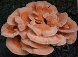 Laetiporus cincinnatus image