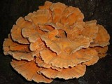 Laetiporus cincinnatus image