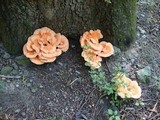 Laetiporus cincinnatus image