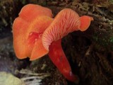 Hygrocybe appalachiensis image