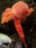 Hygrocybe appalachiensis image