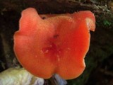 Hygrocybe appalachiensis image